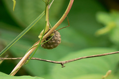 Dioscorea bulbifera